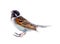 Male Reed Bunting, blackcap (Emberiza schoeniclus) male