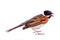 Male Reed Bunting, blackcap (Emberiza schoeniclus) male