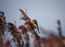 Male reed bunting feeding on flowering seed heads