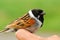 Male Reed Bunting in ornithologist hand