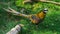 Male reeves pheasant walking in the grass in closeup, a beautiful bird from the forests of china