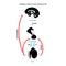 Male reproductive hormones