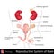 Male Reproductive System