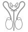 Male reproductive system and bladder. Front view, line art illustration