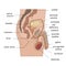 Male reproductive system side