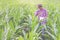 Male researchers are examining and taking notes in the corn seed