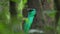 Male of Resplendent quetzal
