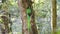 male resplendent quetzal building a nest looks at camera in costa rica