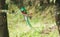 male resplendent quetzal on lookout while female builds a nest