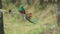 male resplendent quetzal perching on a branch looks to the right at a forest