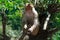 Male rhesus macaques watching the environment