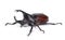 Male Rhinoceros beetle, Hercules beetle, Unicorn beetle, Horn be