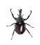 Male Rhinoceros beetle, Hercules beetle, Unicorn beetle, Horn be