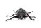 Male Rhinoceros beetle, Hercules beetle, Unicorn beetle, Horn be
