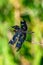 Male rhyothemis fenestrina also known as the Black-winged flutterer, Golden flutterer, or Skylight flutterer dragonfly perched