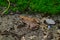 Male Rice Field Frog (Fejervarya limnocharis)