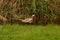 Male Ring necked cock Pheasant, phasianus colchicus, striding along reed edge