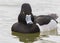 Male Ring-necked Duck Swimming on a Lake - Florida