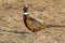 Male Ring-necked Pheasant