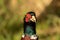 Male Ring-necked Pheasant cock with a bokeh background