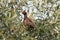 Male Ring-necked Pheasant Phasianus colchicus