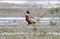 Male Ring-necked Pheasant walking in a muddy field, Canada