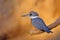 Male Ringed Kingfisher, Megaceryle Torquata, a large and noisy kingfisher bird, Pantanal, Brazil, South America