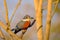 Male Ringed Kingfisher, Megaceryle Torquata, a large and noisy kingfisher bird, Pantanal, Brazil, South America