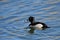 Male Ringed-neck duck on lake