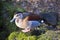 Male Ringed teal