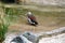 Male ringed teal duck on the pond