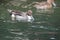 Male Ringed Teal Duck swimming across a pond