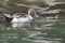 Male Ringed Teal Duck swimming across a pond