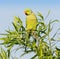 A Male Ringnecked Parakeet