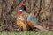 Male ringnecked pheasant