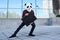 Male robber wearing a panda head mask stealing a briefcase escaping