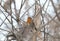 A male robin ( Erithacus rubecula)