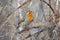 A male robin ( Erithacus rubecula)