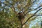 A male Robin feeding two babies in a nest in a Crabapple tree in Wisconsin