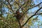 A male Robin guarding two baby Robins in a nest in a Crabapple tree in the summer in Wisconsin