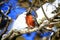 Male Robin In Snow