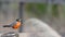 Male robin on wooden fence