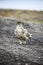 Male rock ptarmigan