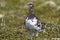 Male Rock ptarmigan standing on the tundra summer