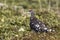 Male Rock Ptarmigan in the summer tundra sunny