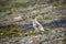 Male Rock Ptarmigan in Svalbard