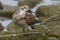 Male Rock sandpiper which stands on the stone