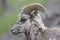 Male Rocky Mountain Bighorn Sheep - Banff National Park, Canada