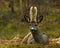 A male Roe Deer, Capreolus capreolus lies in rest an early morning.