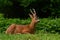 A male Roe Deer, Capreolus capreolus lies in rest an early morning.